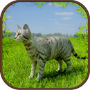 Extreme Kitten Cat Simulator APK