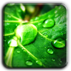 Green Natrure  wallpaper-icoon
