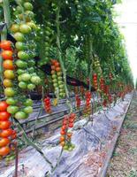 Vegetable Garden Ideas پوسٹر