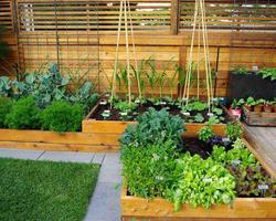 برنامه‌نما Vegetable Garden Ideas عکس از صفحه