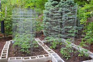برنامه‌نما vegetable garden ideas عکس از صفحه