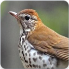 Veery Thrush Bird Song : Singing Veery Thrush Song icône