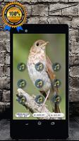 Veery Thrush Bird Song : Singing Veery Thrush Song-poster