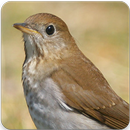 Veery Bird Song : Veery Thrush Song & Veery Sounds APK