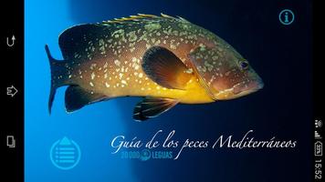 Guía de Peces del Mediterráneo Affiche