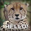 Talking Cheetah