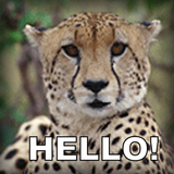 Talking Cheetah أيقونة