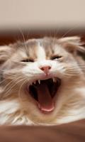 Angry Cat Live Wallpaper capture d'écran 2