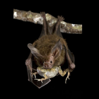 Bat Snack Live Wallpaper 圖標