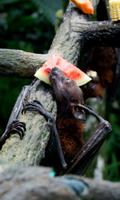 Bat Snack Live Wallpaper 截圖 1