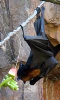 Bat Snack Live Wallpaper 截圖 2