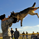 Crazy Attack Dog Live WP APK