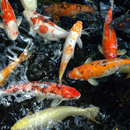 Koi Live Wallpaper APK
