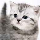 Funny kitty pet APK