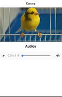 Singing of the canary পোস্টার