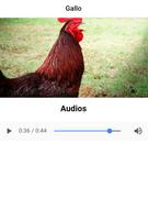 Sonidos gallo скриншот 1