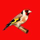 Goldfinch song আইকন