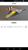 Goldfinch'in Şarkısı Ekran Görüntüsü 1