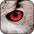 Owl wallpapers APK