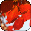 ”Autumn wallpapers