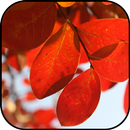 Autumn wallpapers APK