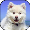 Cute psów Tapety aplikacja