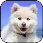 Cute dogs wallpapers icon