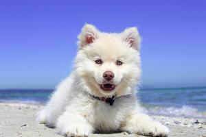Poster Cute dogs wallpapers