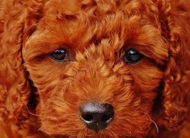 Cute dogs wallpapers ภาพหน้าจอ 3