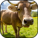 Krowy tapety aplikacja