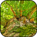 Forest wallpapers APK