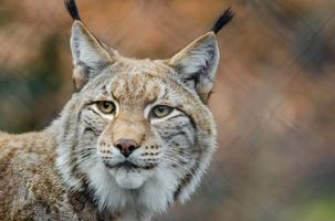 Lynx wallpapers capture d'écran 3