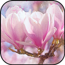 Painting wallpapers APK