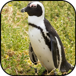 Penguin wallpapers