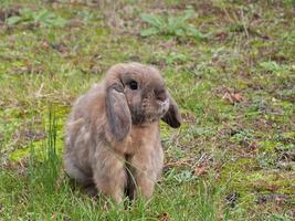 Rabbit wallpapers gönderen