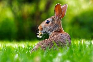 برنامه‌نما Rabbit wallpapers عکس از صفحه