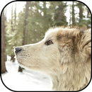 Wolf wallpapers APK