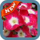 Verbena Wallpaper APK