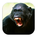 Angry Monkey Wallpaper 4K APK