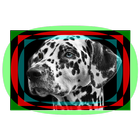 Dalmatian Dog Live Wallpaper icon