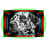 Dalmatian Dog Live Wallpaper icône