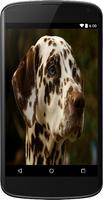 Dalmatian Dog Live Wallpaper capture d'écran 1