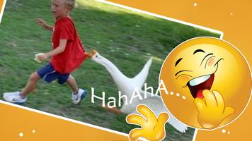 Cuteness Funny Videos Affiche