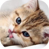DailyCat – Cute Kitty, Daily Kitten, CATS icon