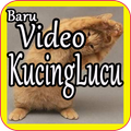 Baru Video lucu kucing