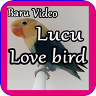 Baru Video Lucu Love Bird simgesi