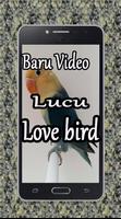 Baru Video Lucu Love Bird Affiche