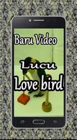 Baru Video Lucu Love Bird 스크린샷 1