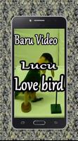 Baru Video Lucu Love Bird capture d'écran 2