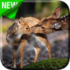 Deers Video Live Wallpaper icon